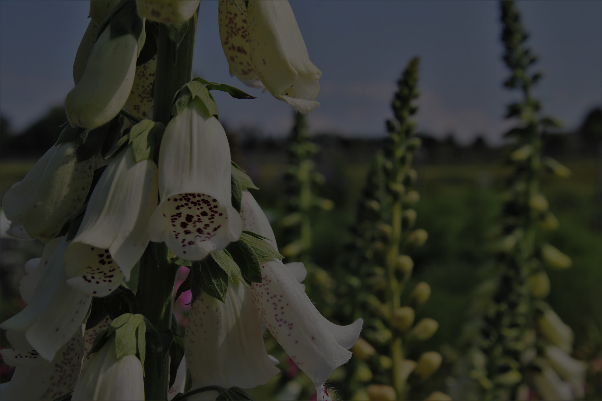 HOME - Foxglove Capital Corporation